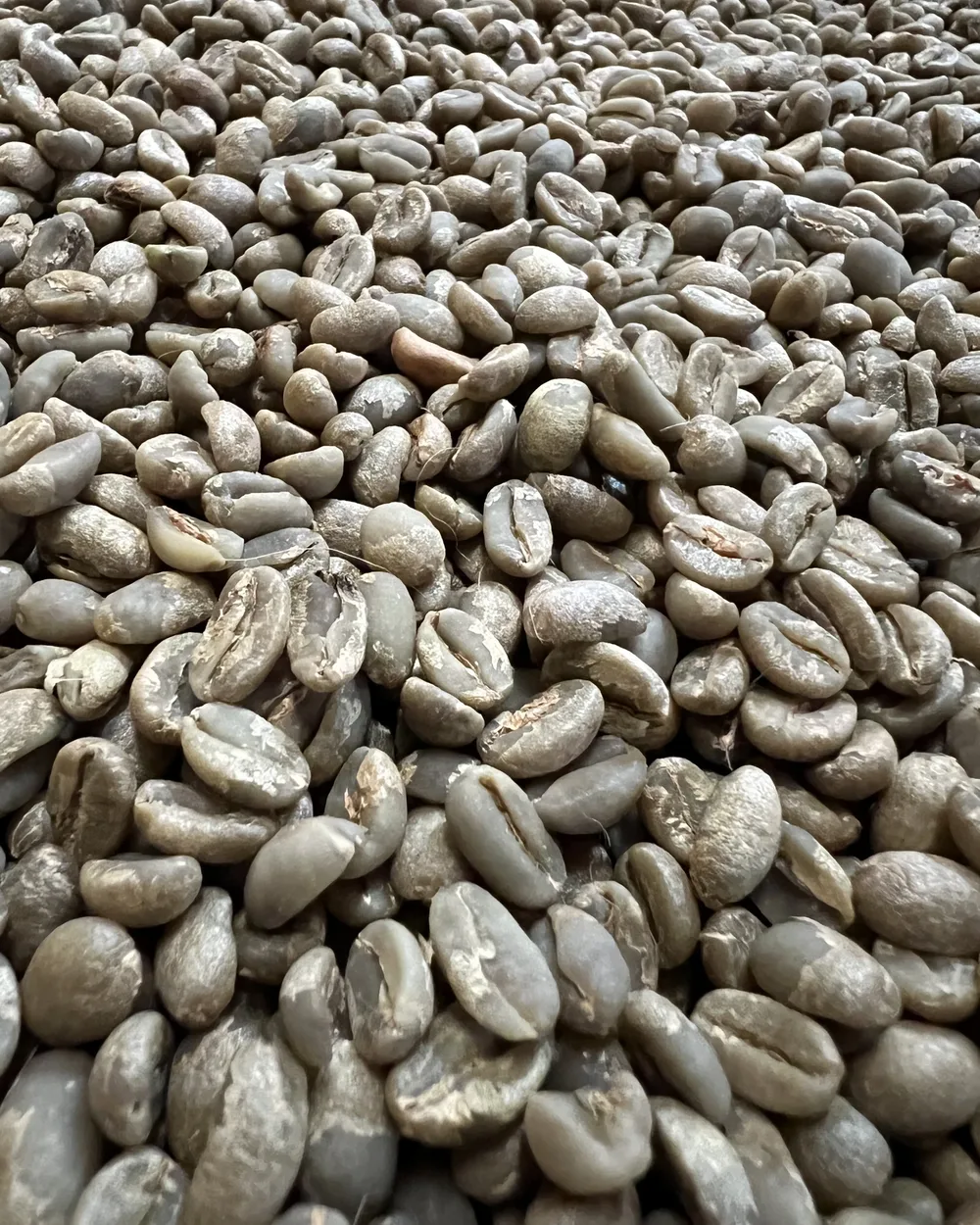 Green Yirgacheffe coffee beans before roasting