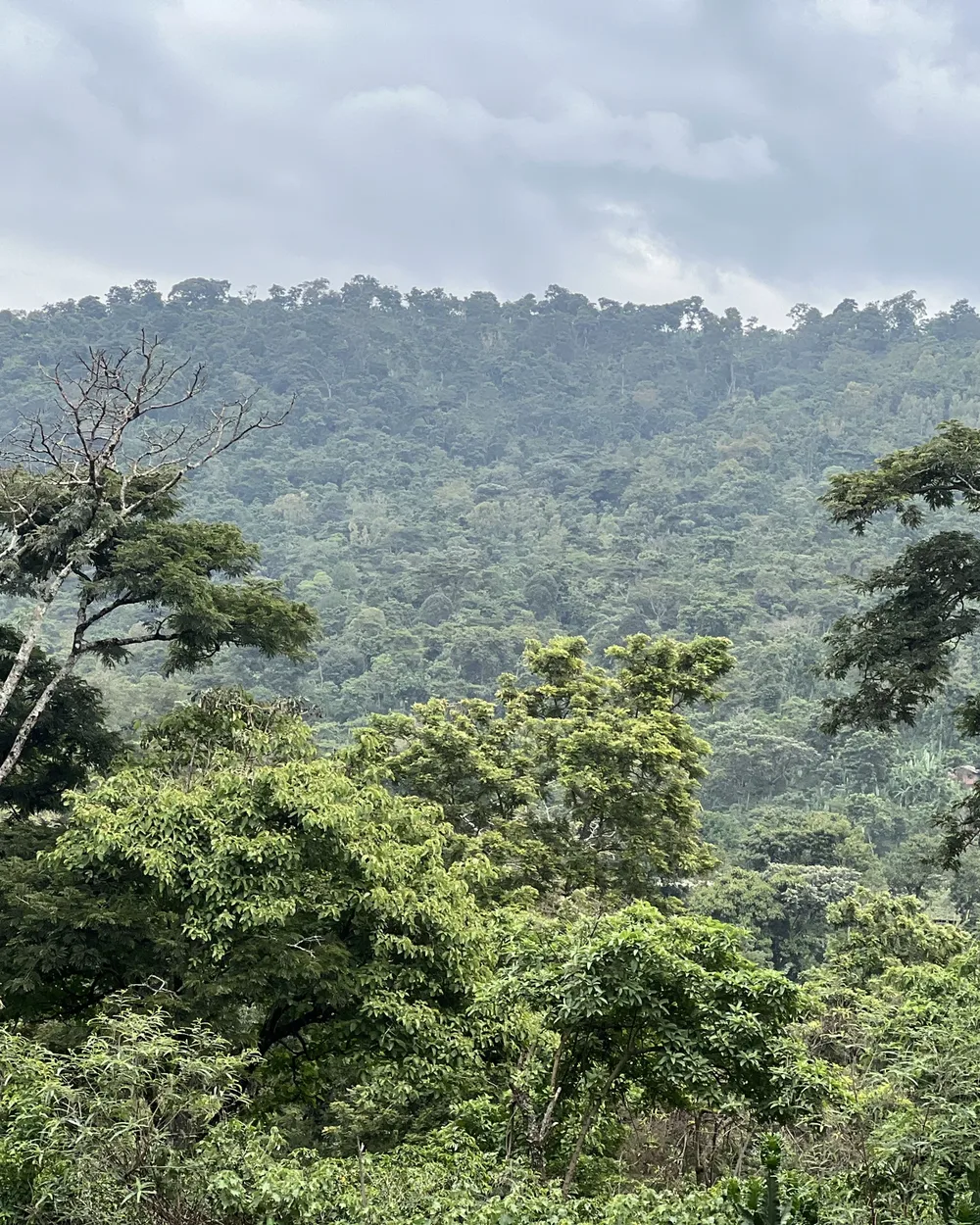 Misty green hills of the Yirgacheffe coffee region
