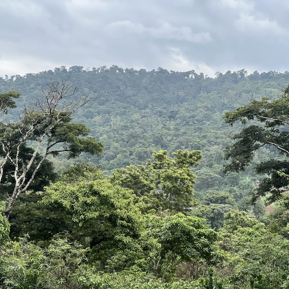 The hills of the Yirgacheffe region